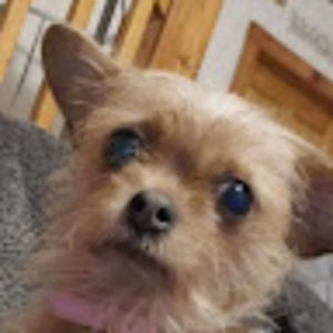 Meet your Posher, Billy